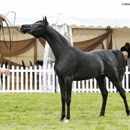 Emerald Trophy , Belgium
